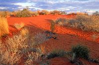 OB105 Sunset, Sand Dune, Outback Queensland